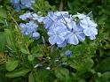 Plumbago blue Royal Cape 